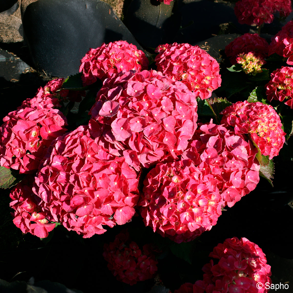 Hortensia Red ever belles ® - Hydrangea macrophylla Red ever belles ® 'hortmallegretto' - Bakker