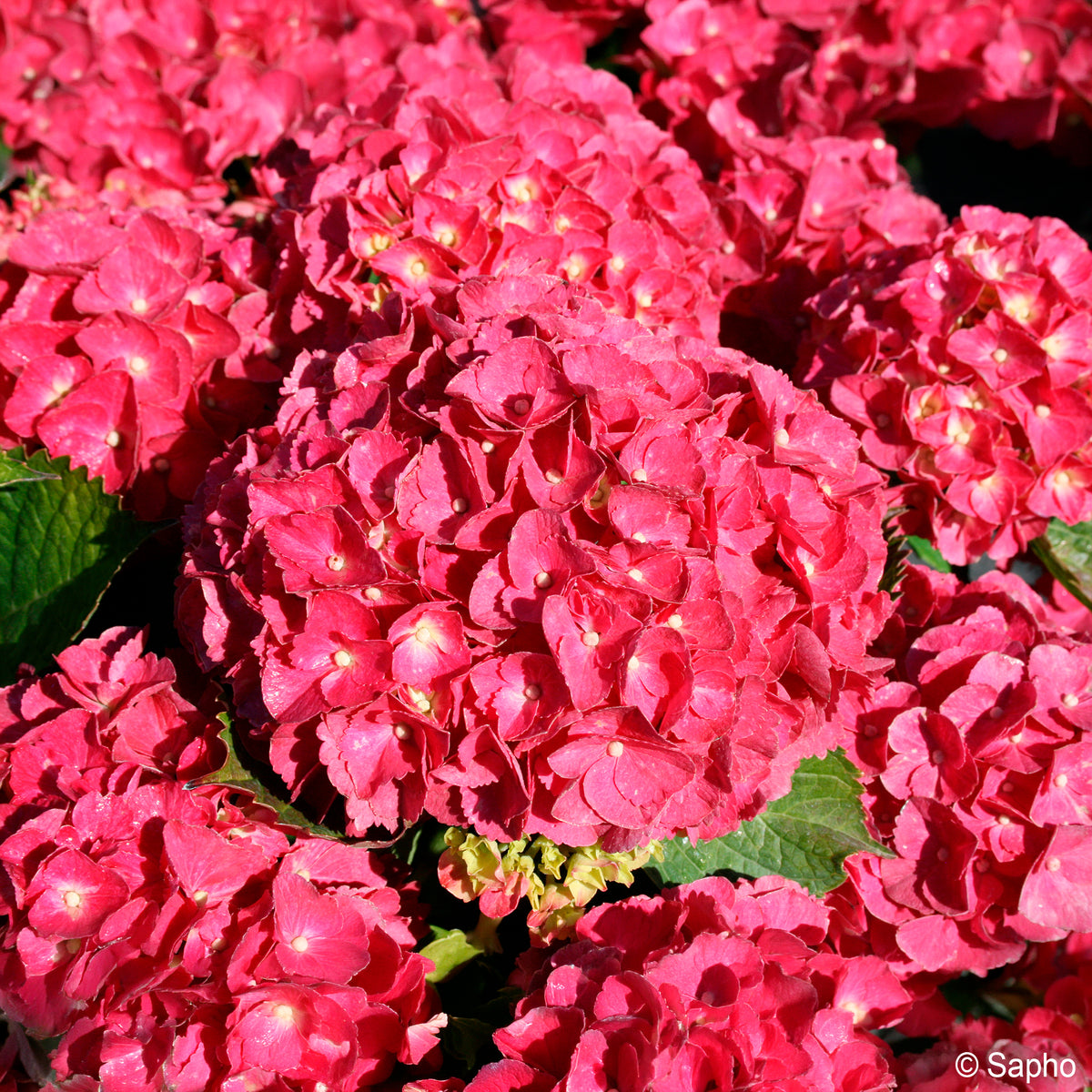 Hortensia Red ever belles ® - Bakker