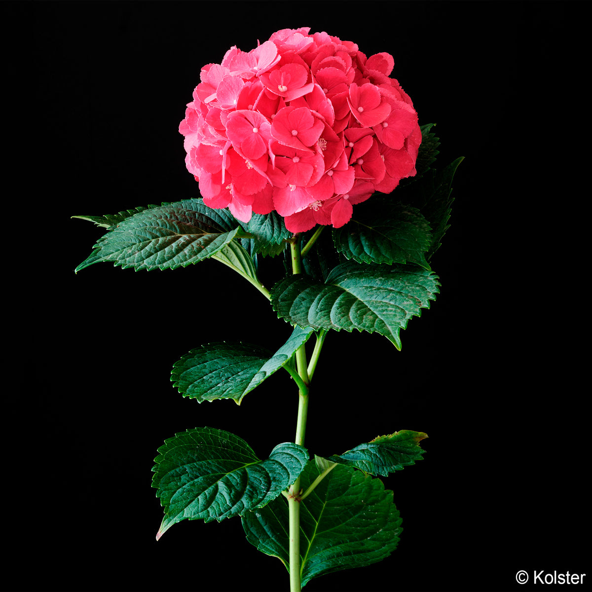 Hydrangea macrophylla Red ever belles ® 'hortmallegretto' - Hortensia Red ever belles ® - Hortensia macrophylla