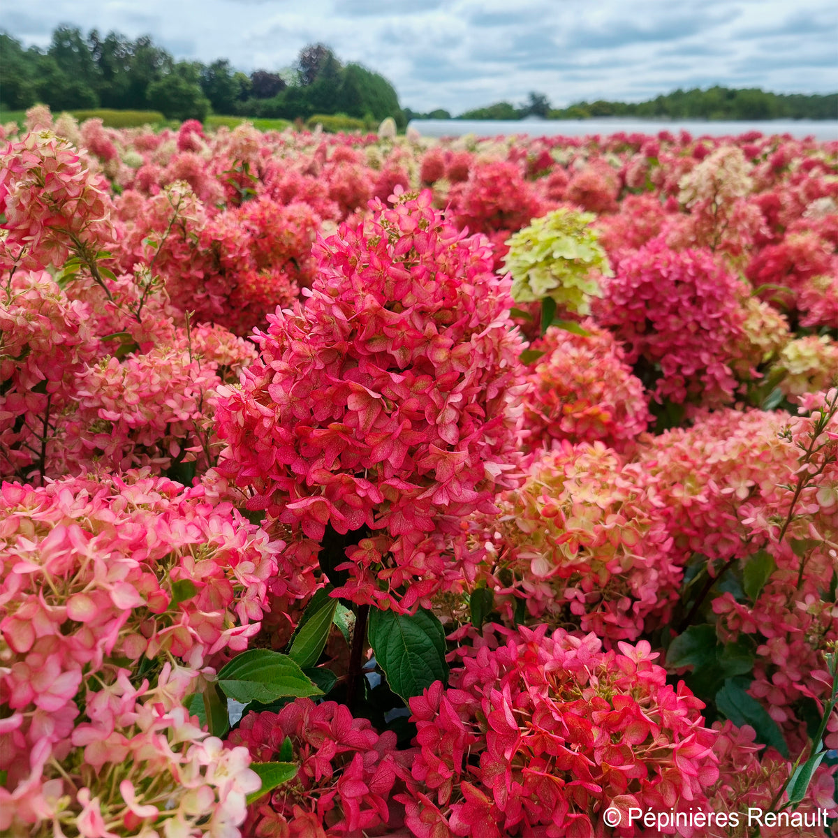 Hortensia paniculé Metalica® renmeta - Hydrangea paniculata Metalica® renmeta - Bakker