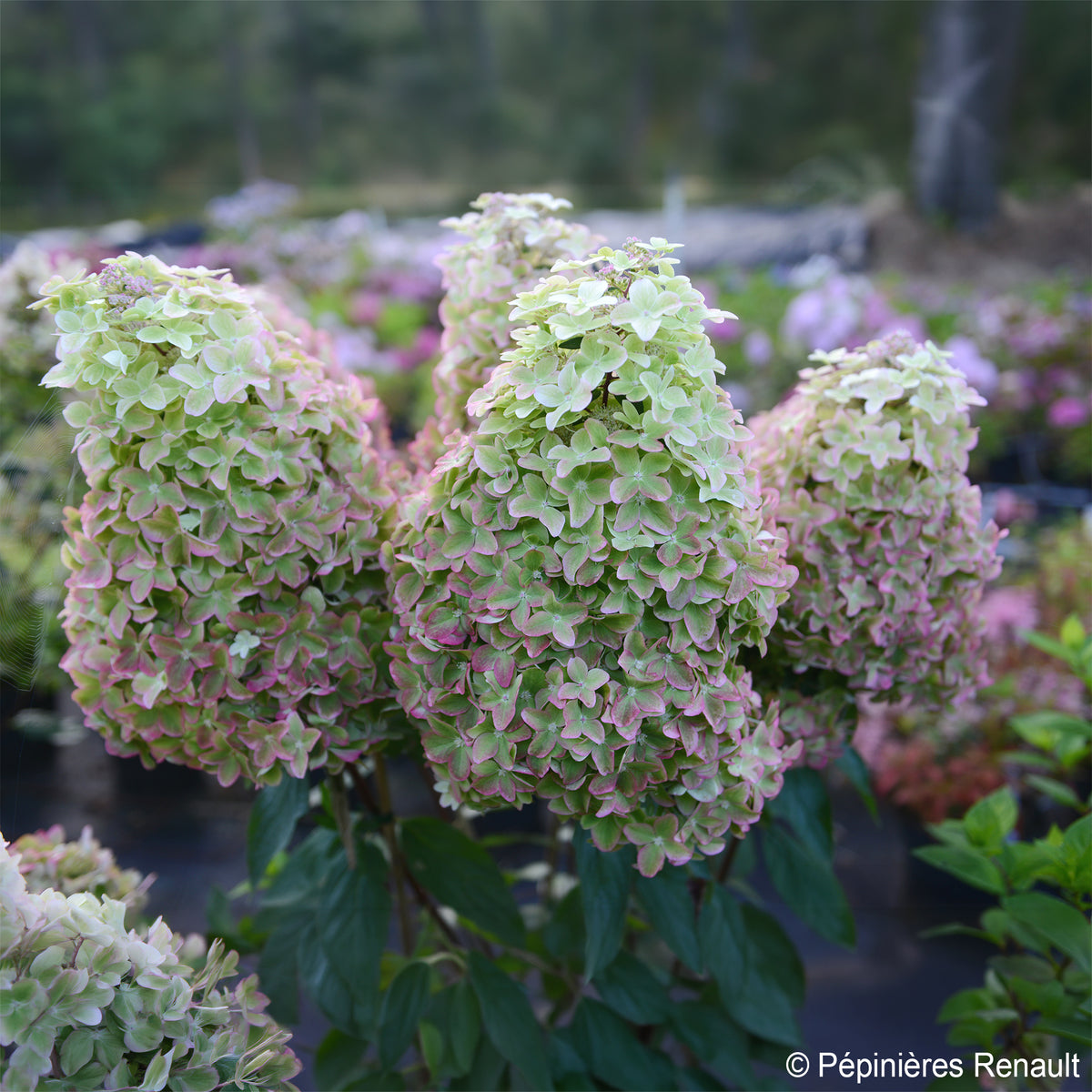 Hydrangea paniculata Metalica® renmeta - Hortensia paniculé Metalica® renmeta - Hortensia paniculata
