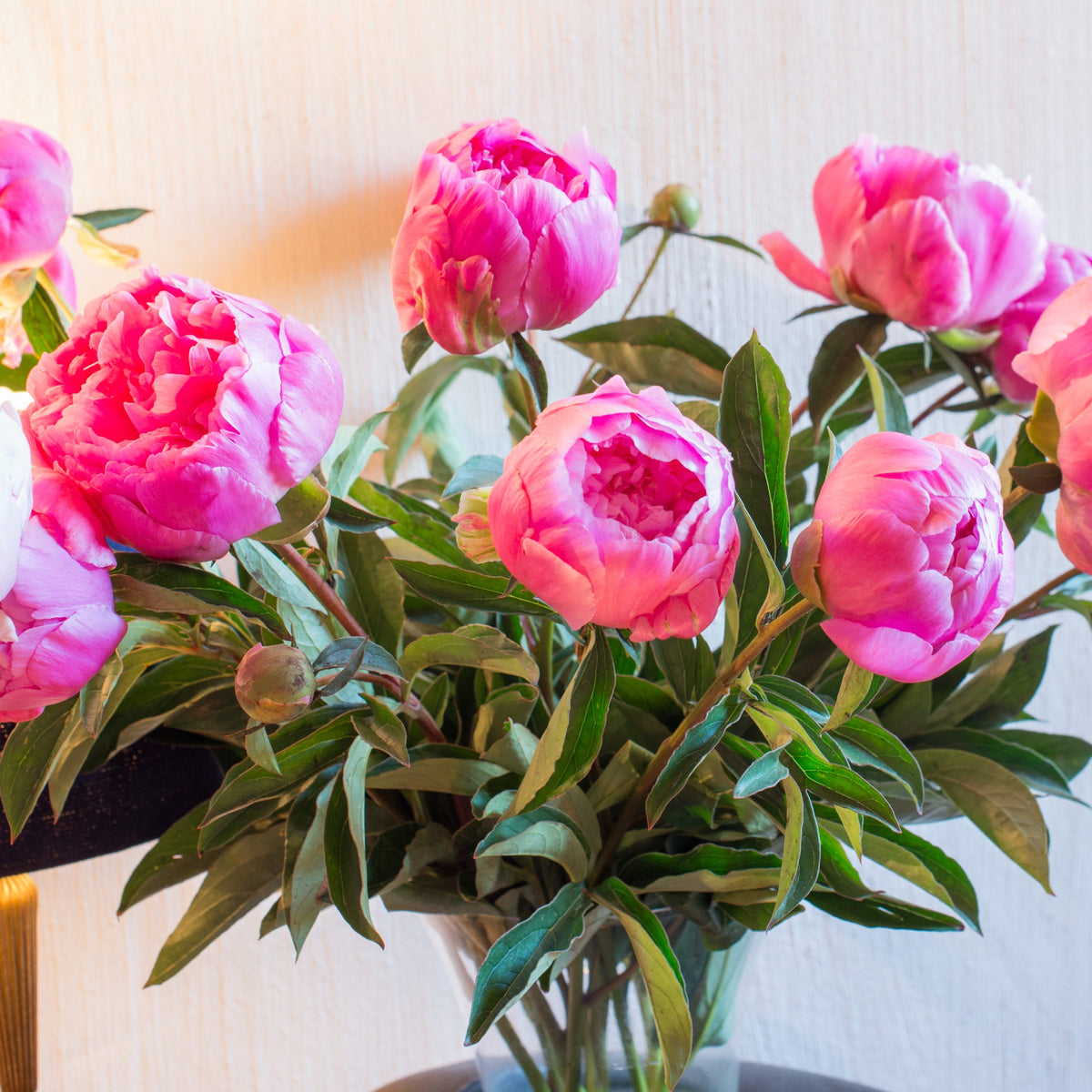 Pivoine Jacorma - Bakker