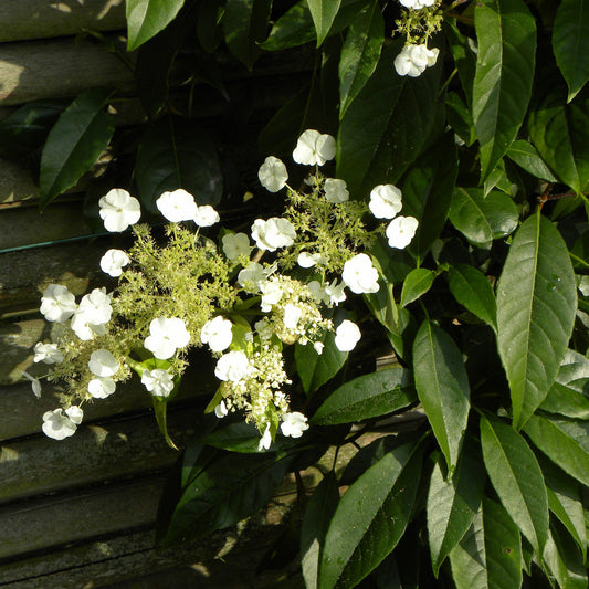 Hortensia grimpant et persistant - Bakker