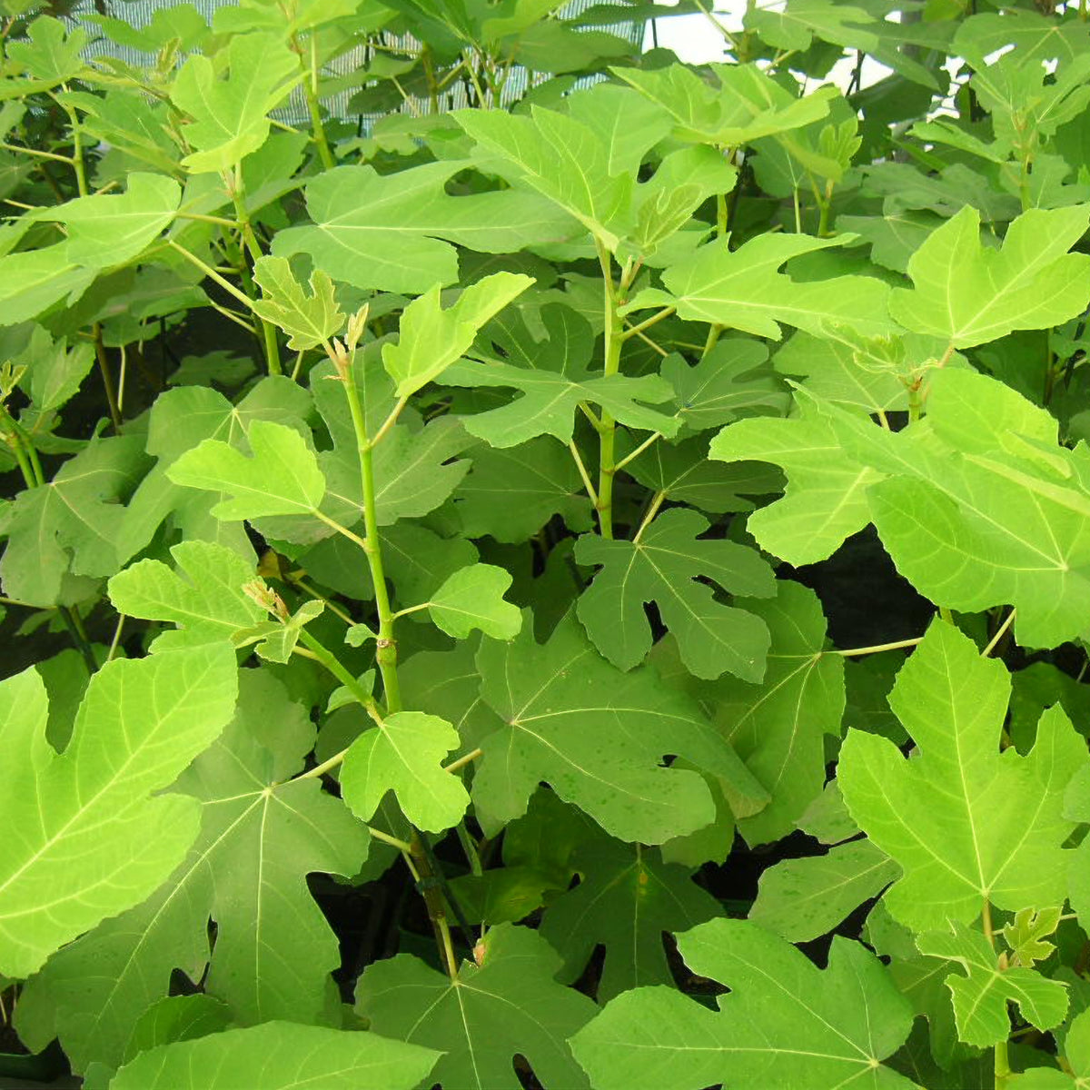 Figuier Goutte d'Or - Ficus carica Goutte d'Or - Bakker