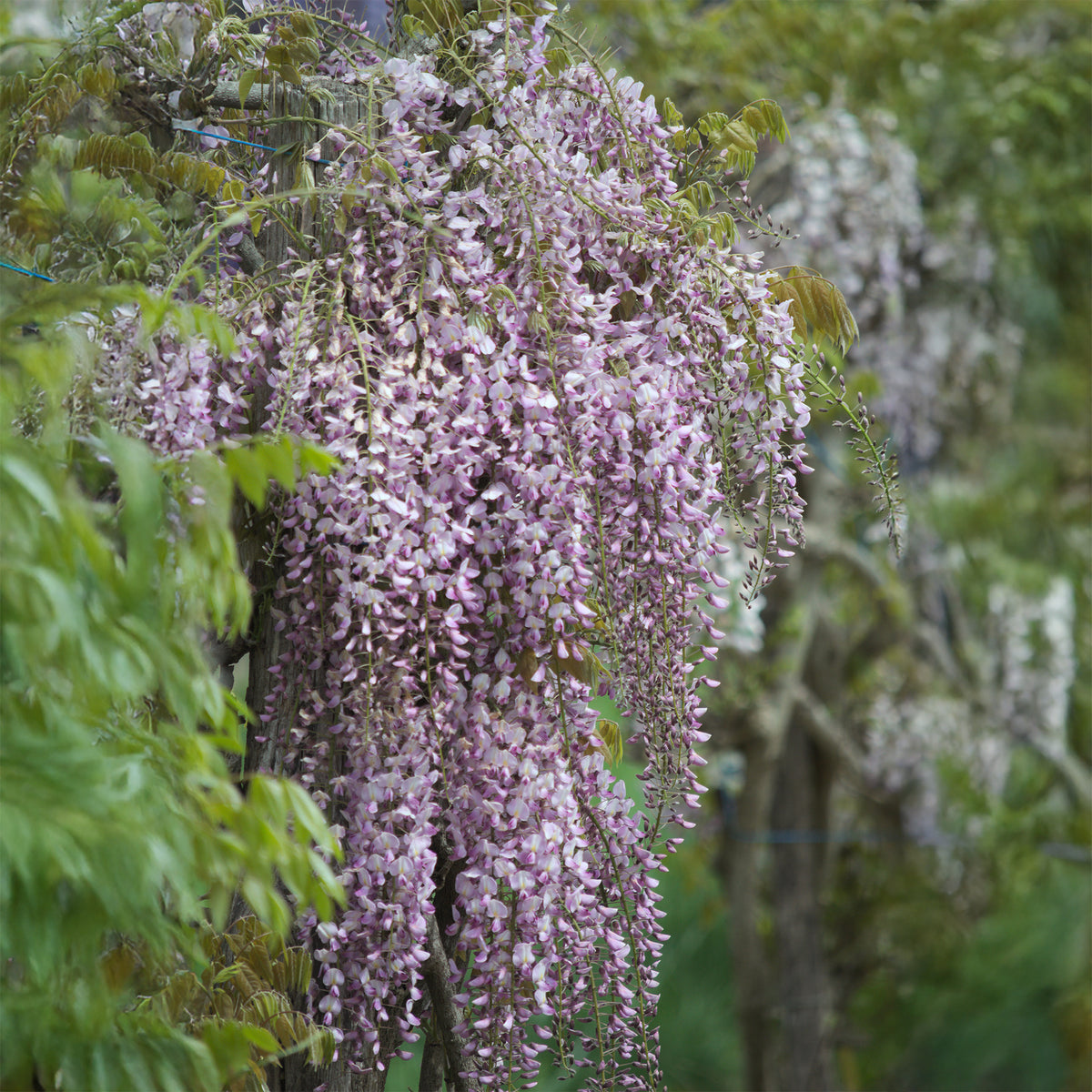 Glycine du Japon Honbeni - Wisteria floribunda Pink ice - Bakker