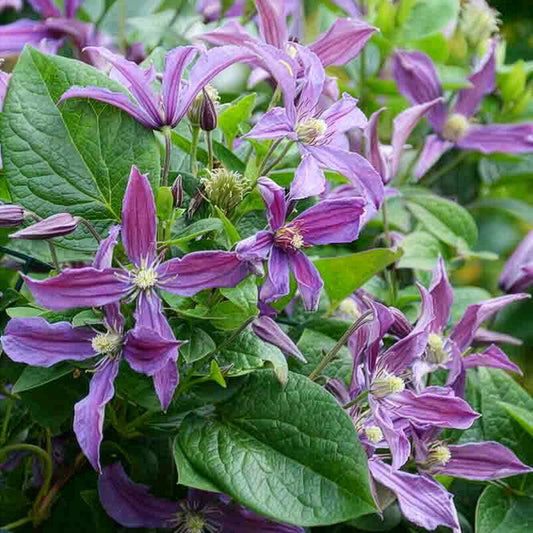 Clématite Saphyra® Estrella - Bakker