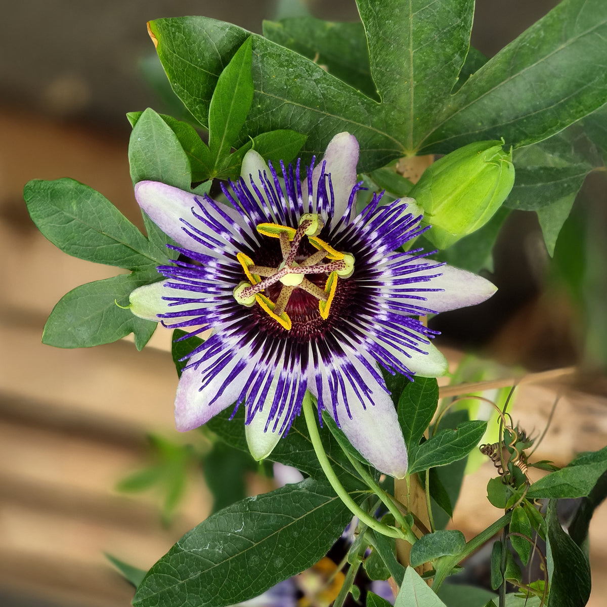 Passiflora Damsel's Delight® - Passiflore Damsel's Delight® - Passiflore
