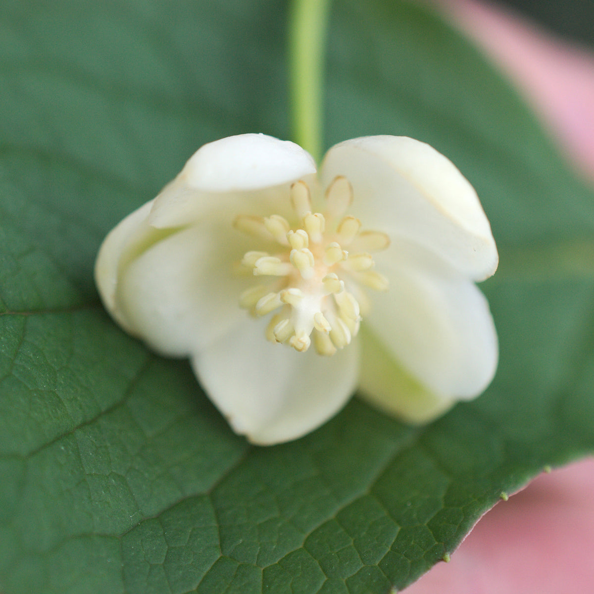 Magnolia grimpant - Schisandra grandiflora - Bakker
