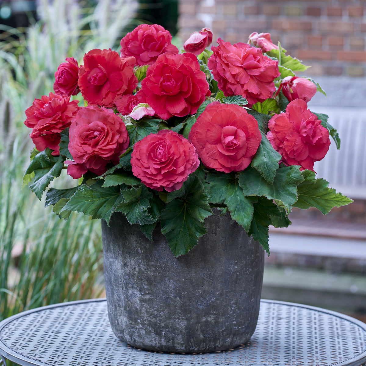 5 Bégonias doubles roses - Begonia superba Pink - Bakker