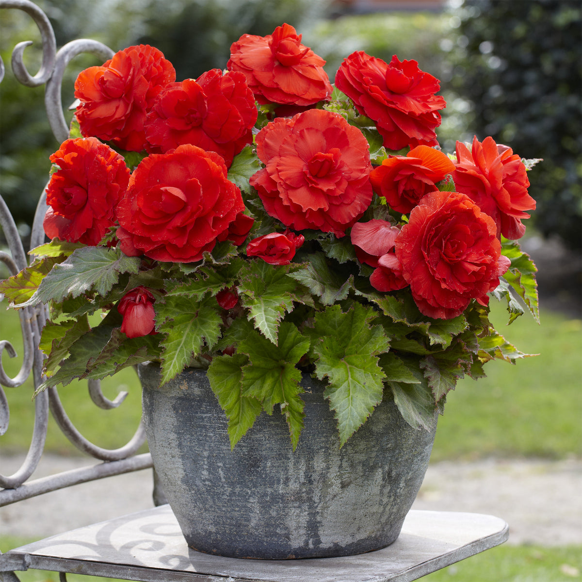 5 Bégonias doubles rouges - Begonia superba Red - Bakker