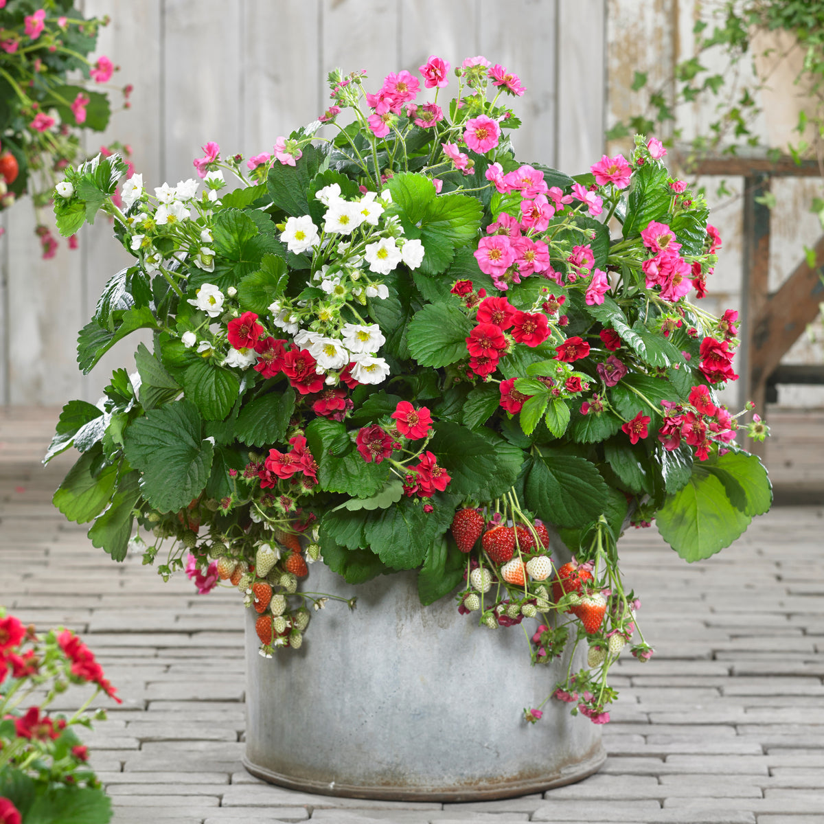 3 Fraisiers à fleurs doubles en mélange - Fragaria Summer Breeze (red, pink + white) - Bakker