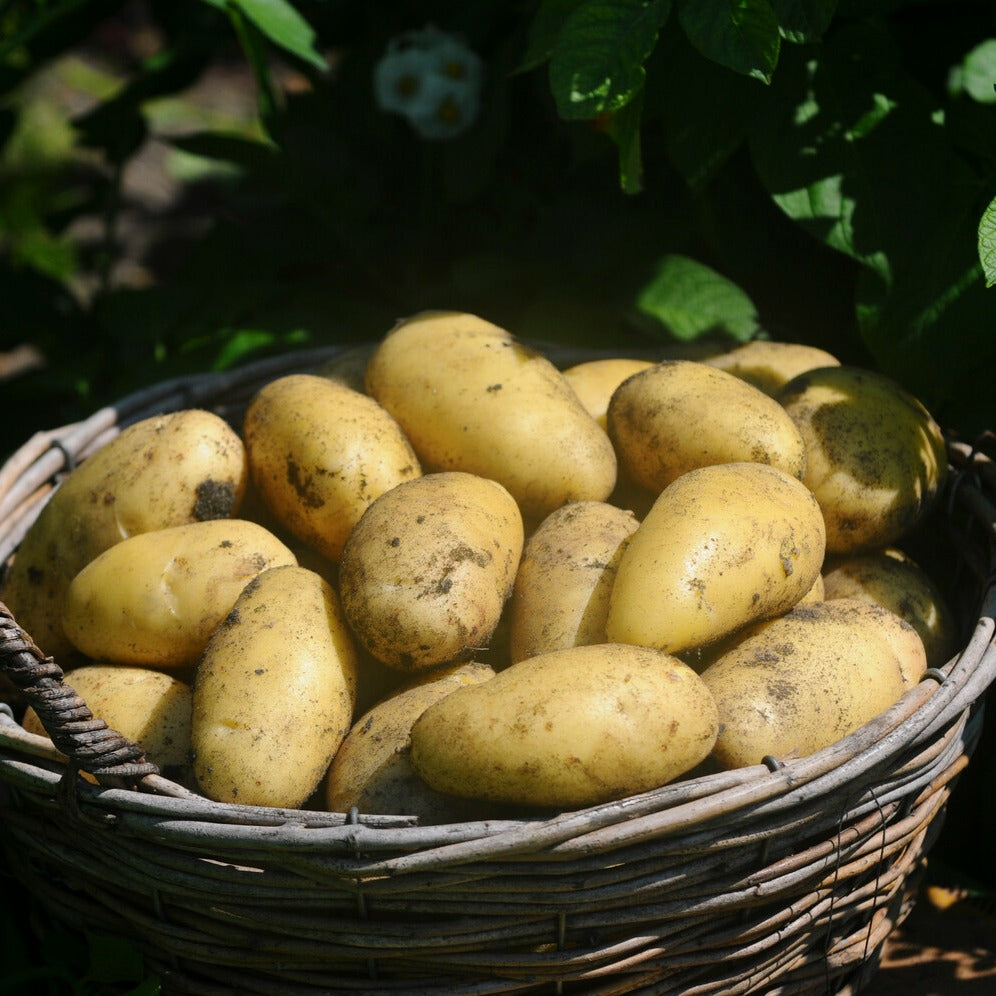 Pomme de terre 'Annabelle' - Solanum tuberosum annabelle - Bakker