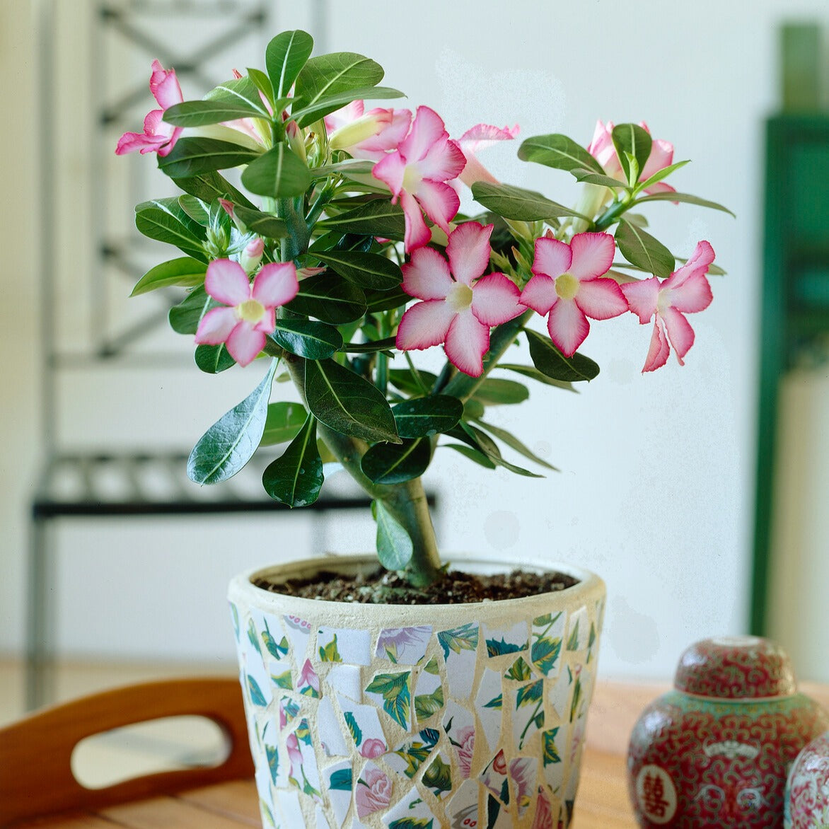 Rose du désert