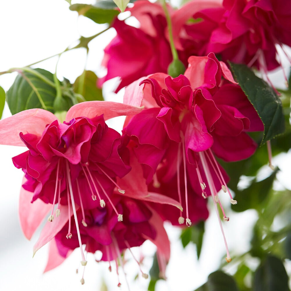 Fuchsia Bella Rosella - 3 Fuchsias à fleurs géantes Bella Rosella - Fleurs d'été