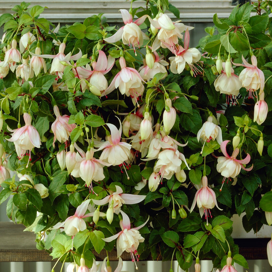 Fuchsia annabel - 3 Fuchsias résistants au gel Annabel - Fuchsia