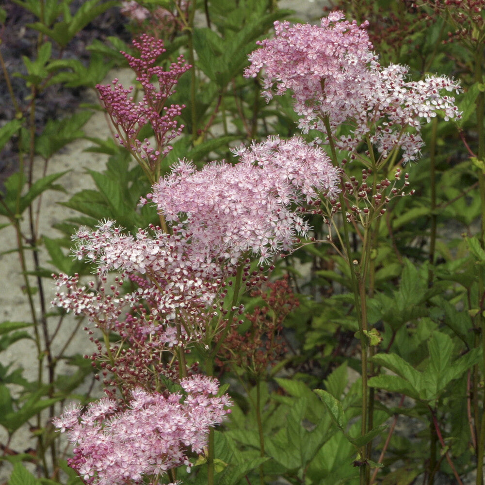 Filipendule pourpre Elegans - Reine des près - Bakker