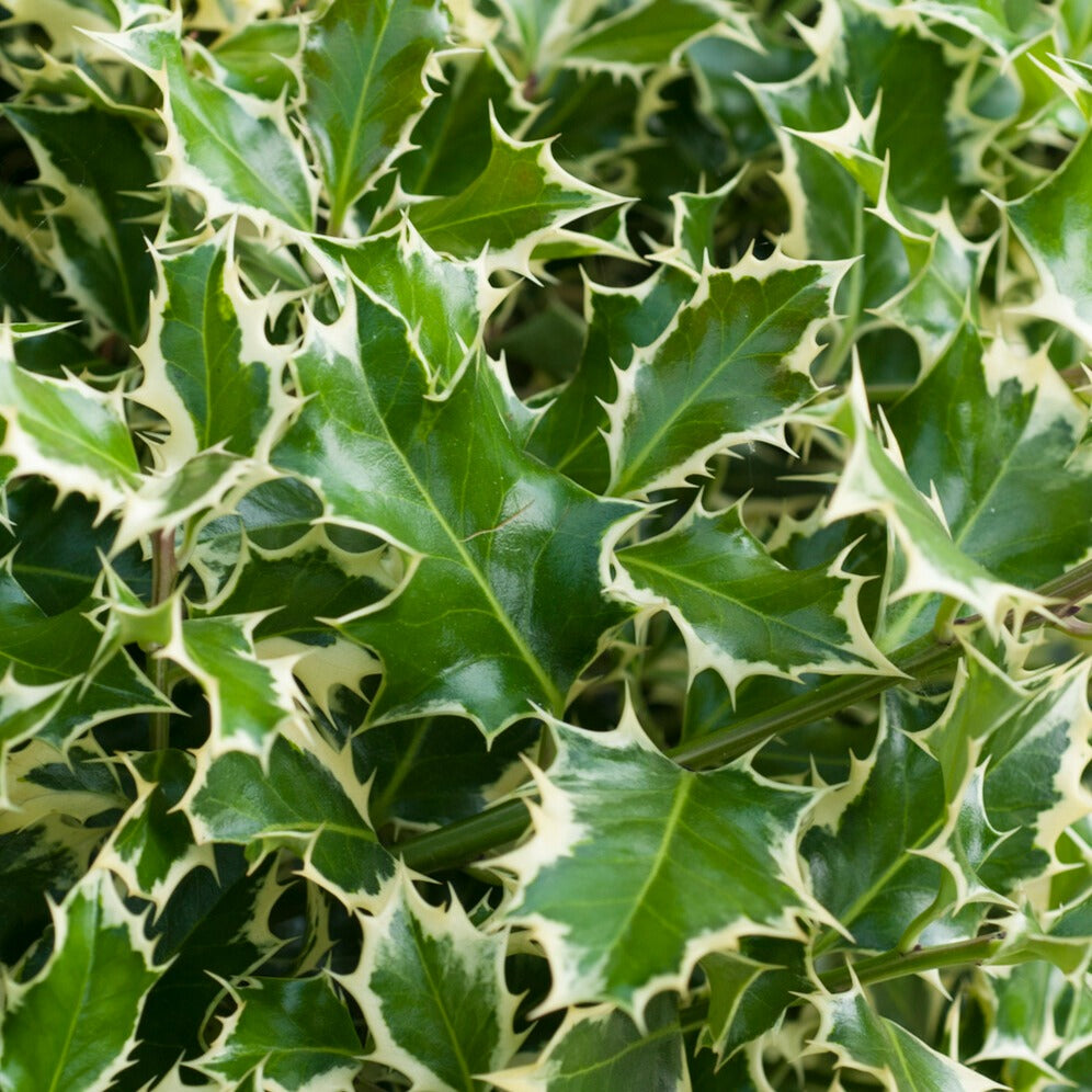 Houx argenté sur tige - Ilex aquifolium Argentea Marginata - Bakker