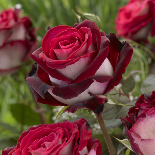 Bakker - Rosier sur tige Osiria - Rosa Osiria