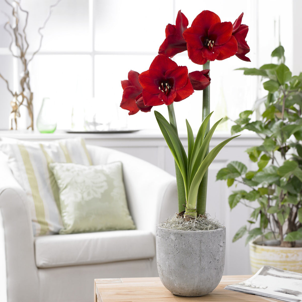 Bulbes d'Amaryllis - Amaryllis 'Red Lion' - Amaryllis red lion