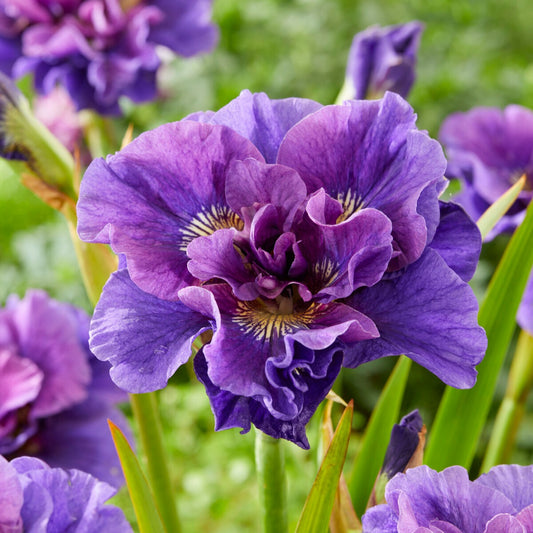 Iris de Sibérie Concord Crush - Bakker