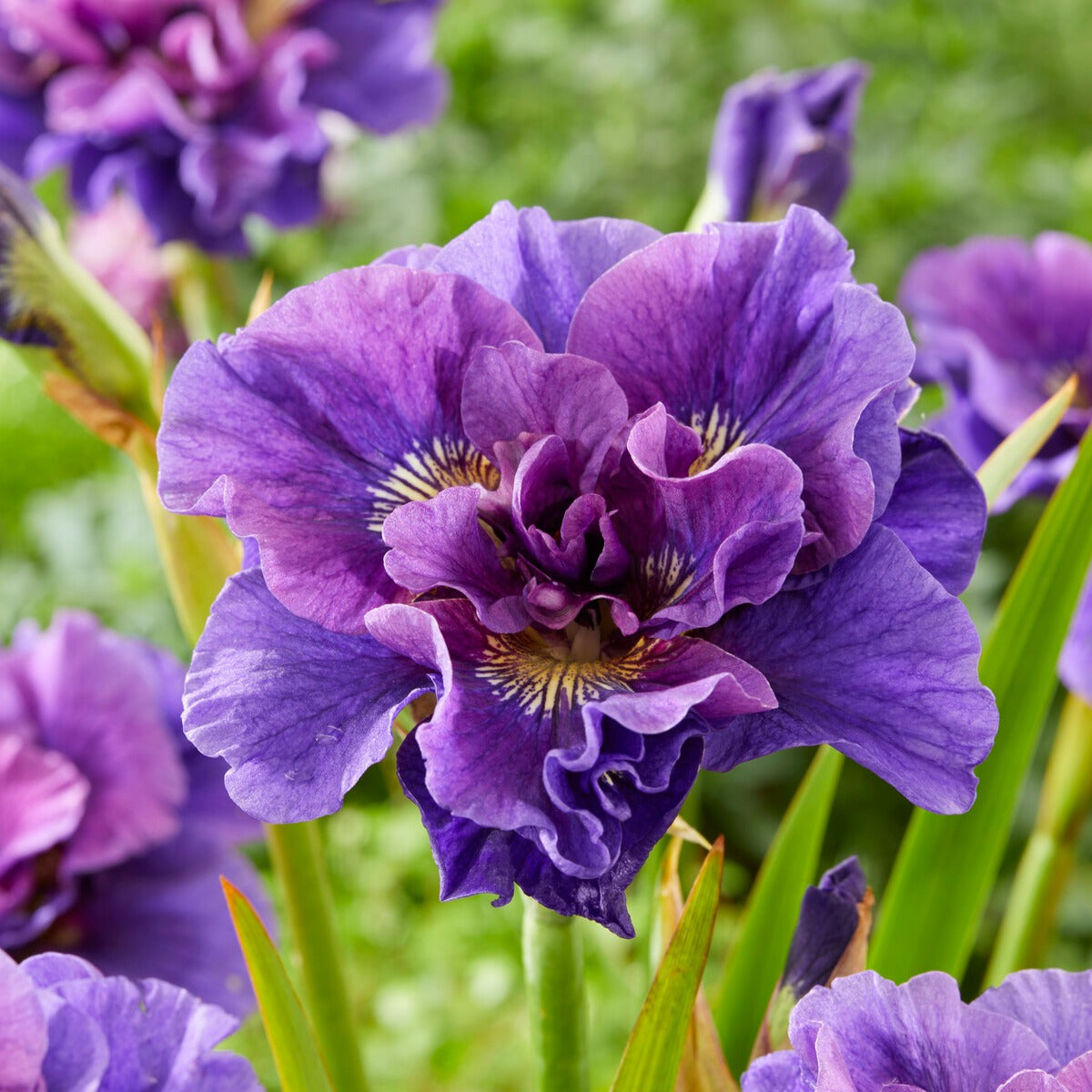 Vente Collection d'Iris de Sibérie - Iris sibirica Double Standard, Concord Crush, Pink Parfait