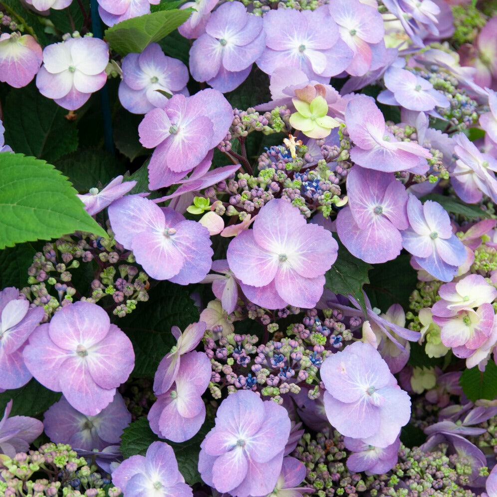 Hydrangea macrophylla Blueberry Cheesecake - Hortensia Blueberry Cheesecake - Hortensia macrophylla