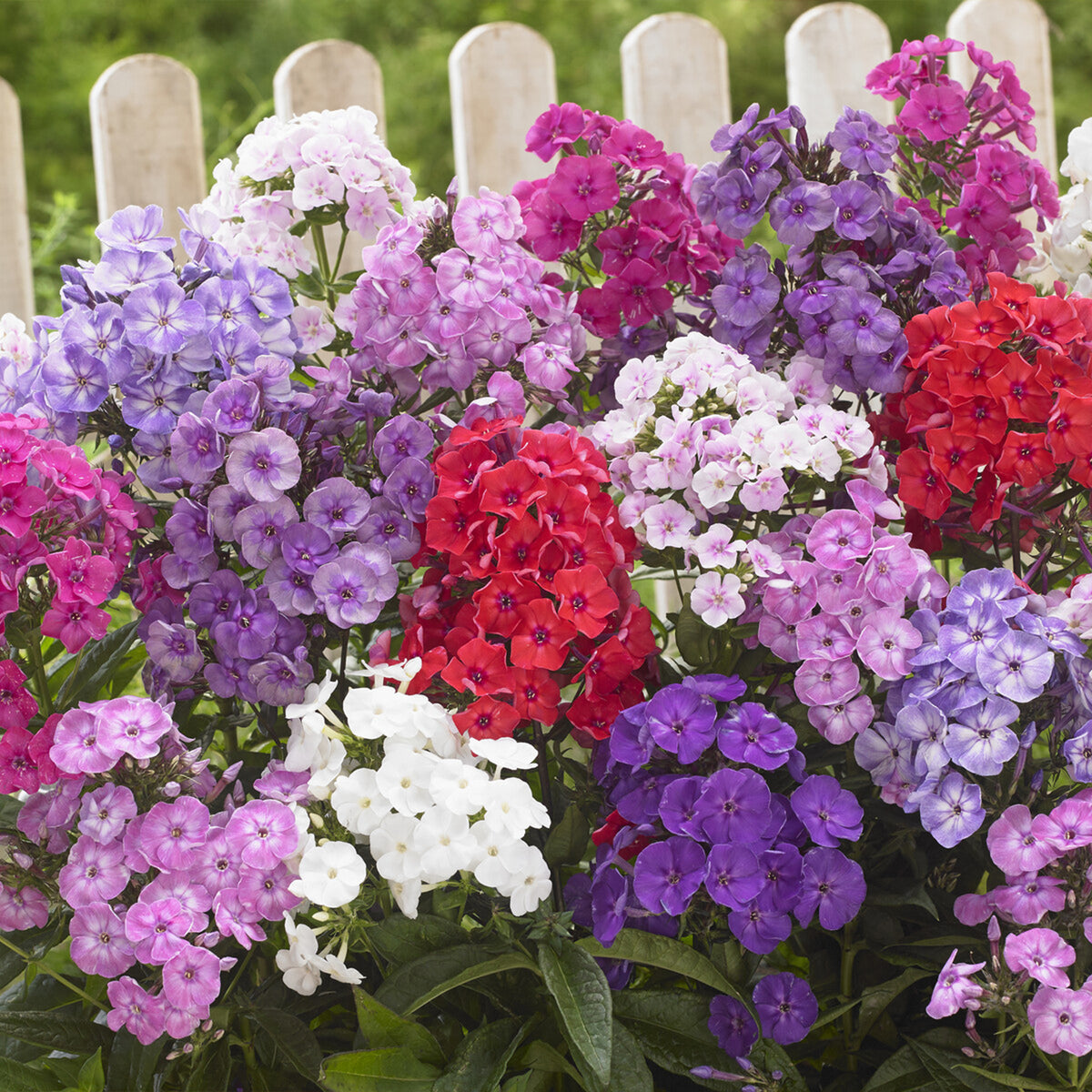 Vente Acanthus mollis, Heliopsis scabra, Aconitum napellus, Phlox paniculata, Hemrocallis Samy Russel, Lychnis viscaria, Anaphalis triplinervis, Campanula carpatica - Le massif été fleuri - 18 plantes vivaces - Superficie environ 2 m²