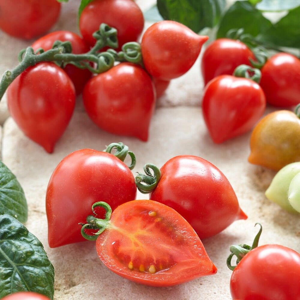 Tomate cerise Coeur d'amour - Solanum lycopersicum heartbreaker vita f1 - Bakker
