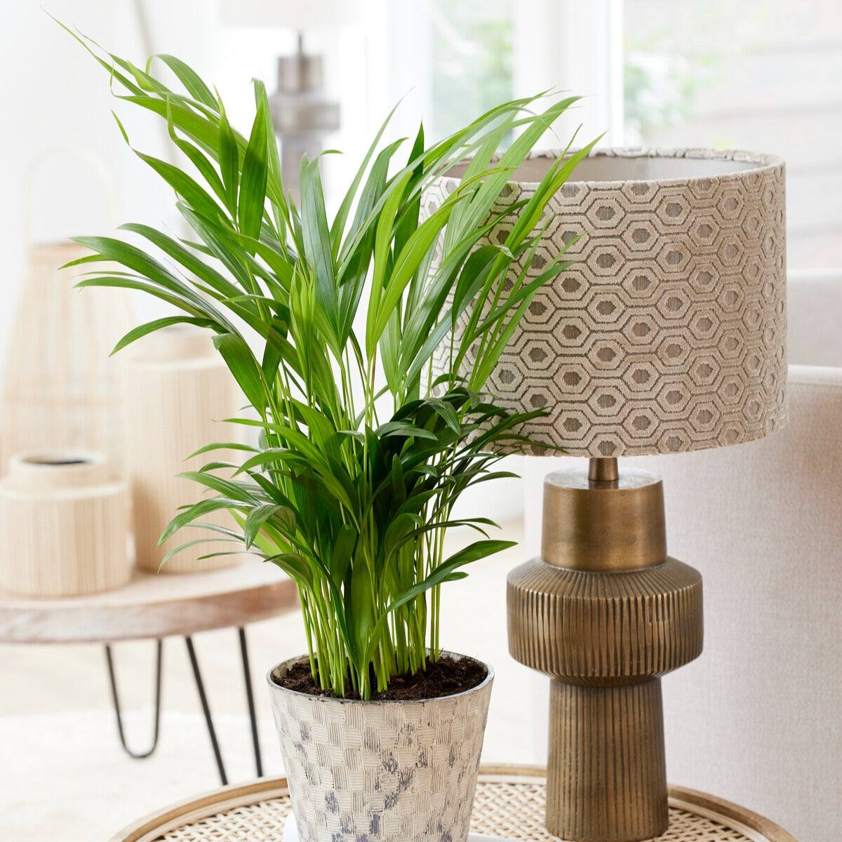 Dypsis lutescens - Areca - Palmier d'intérieur - Plantes d'intérieur