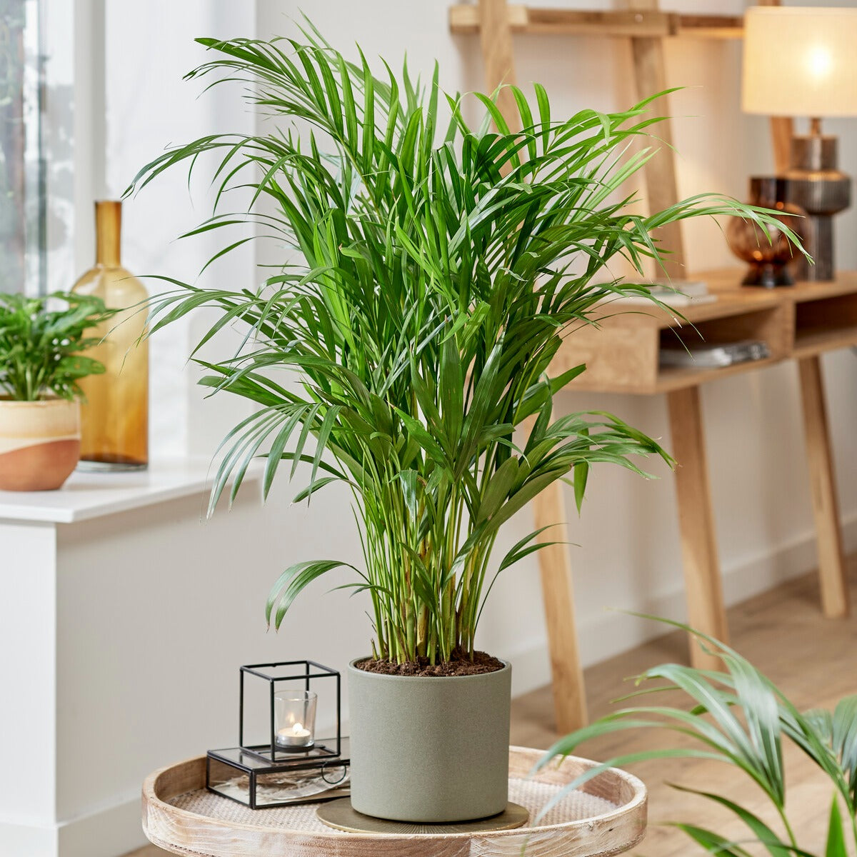 Areca - Palmier d'intérieur - Dypsis lutescens - Bakker