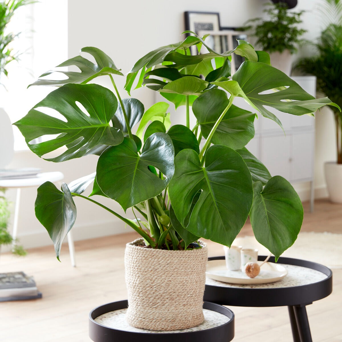 philodendron feuilles trouées Philodendron Monstera deliciosa