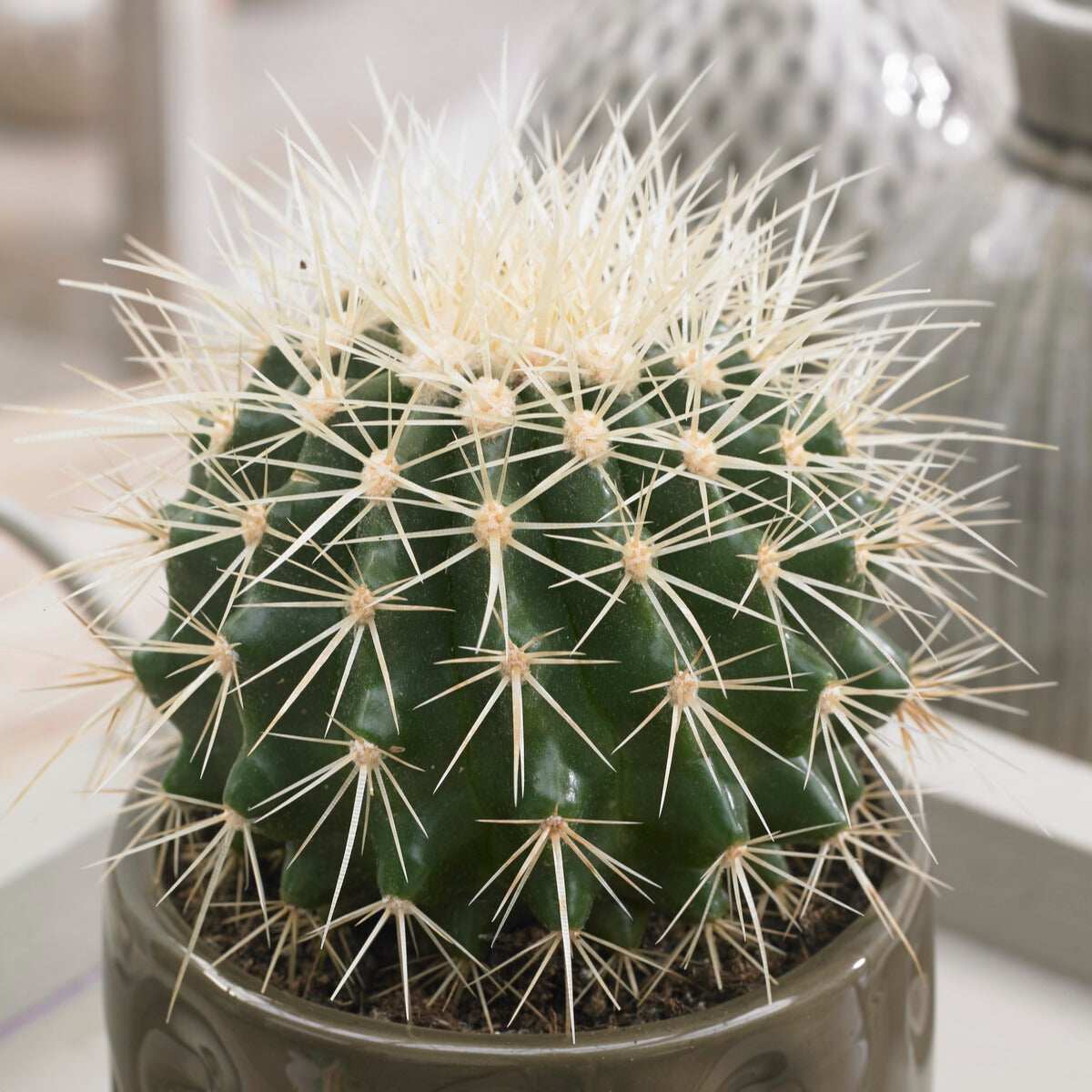 Cactus Echinocactus grusonii - Coussin de belle-mère - Cactus et plante grasse