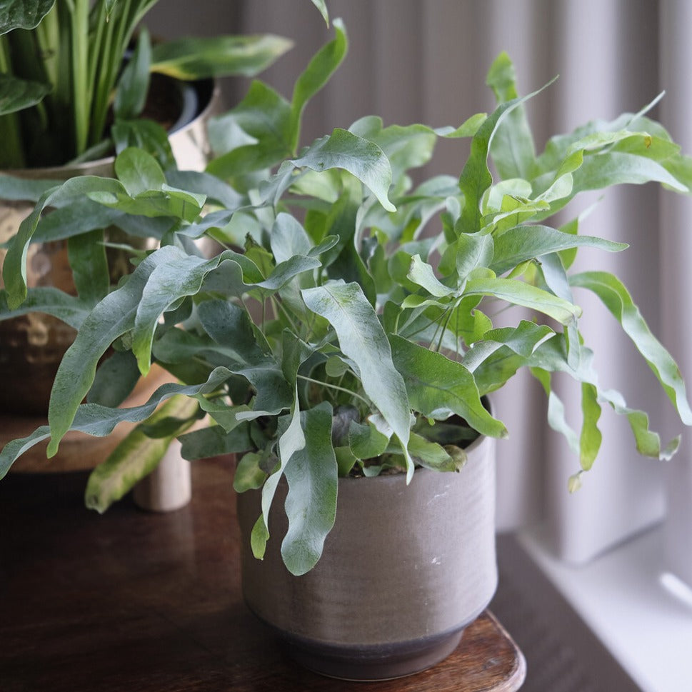Fougre 'Blue Star' | Bakker.com