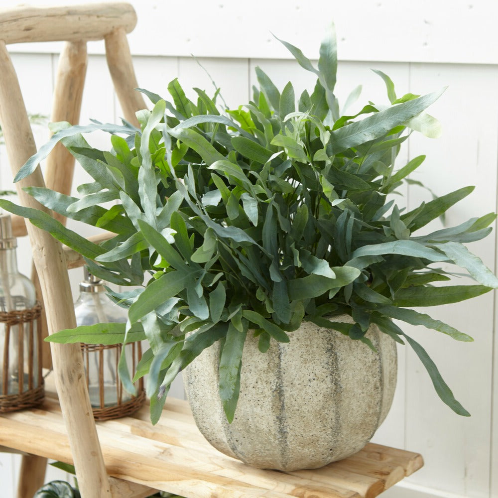 Fougre 'Blue Star' | Bakker.com