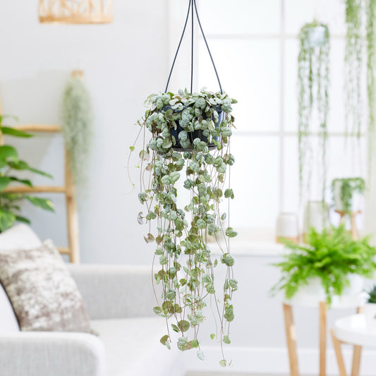 Chaîne des cœurs - Bakker