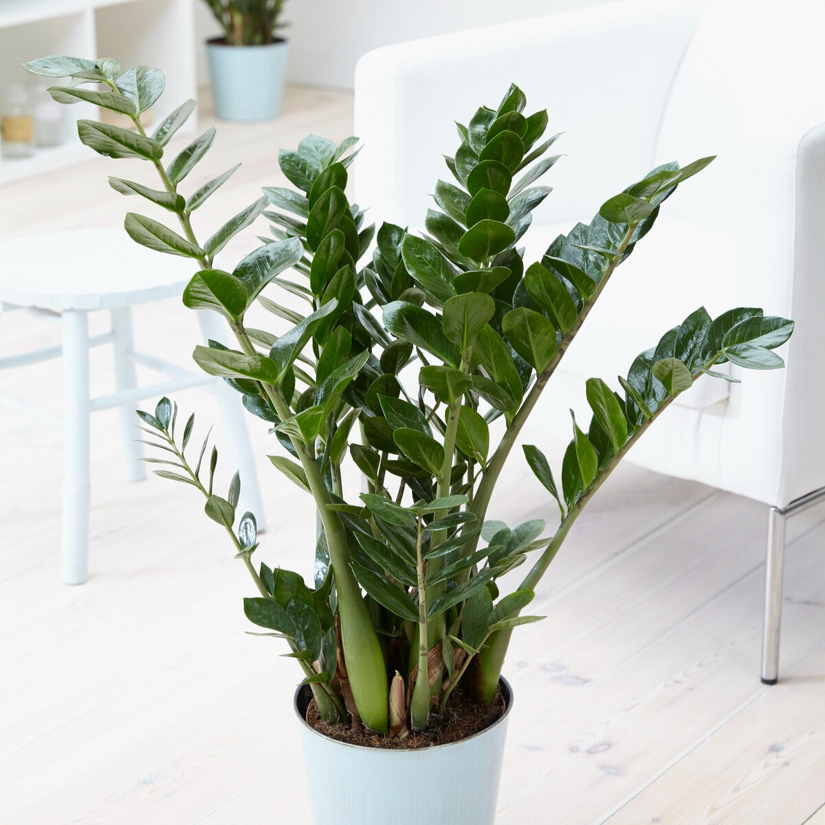 Zamioculcas - Zamioculcas zamiifolia - Bakker