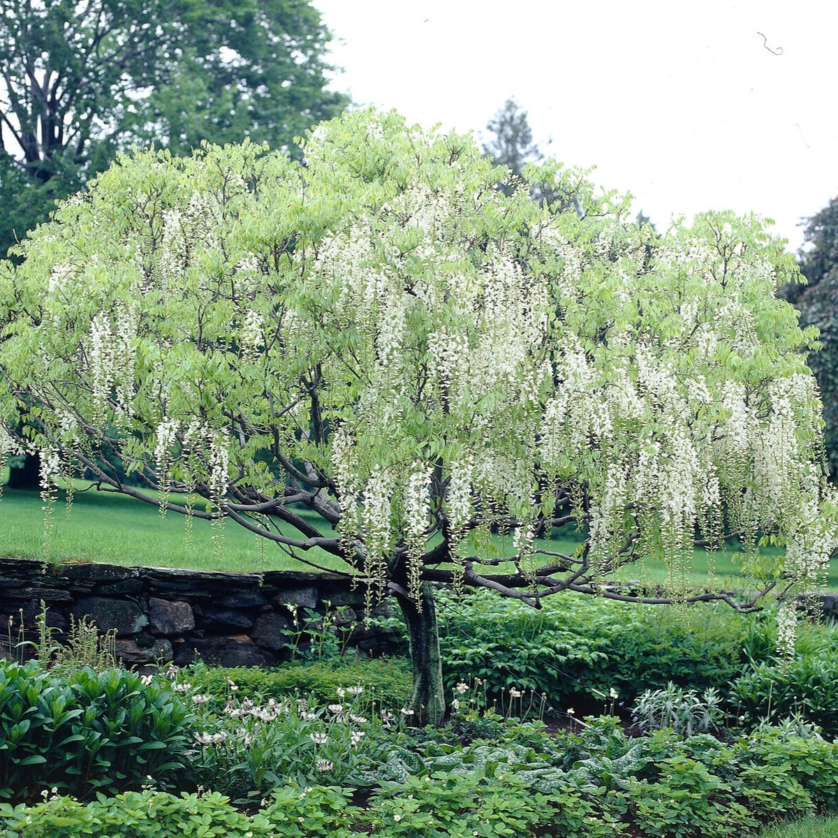 Vente Glycine blanche sur tige - Glycine