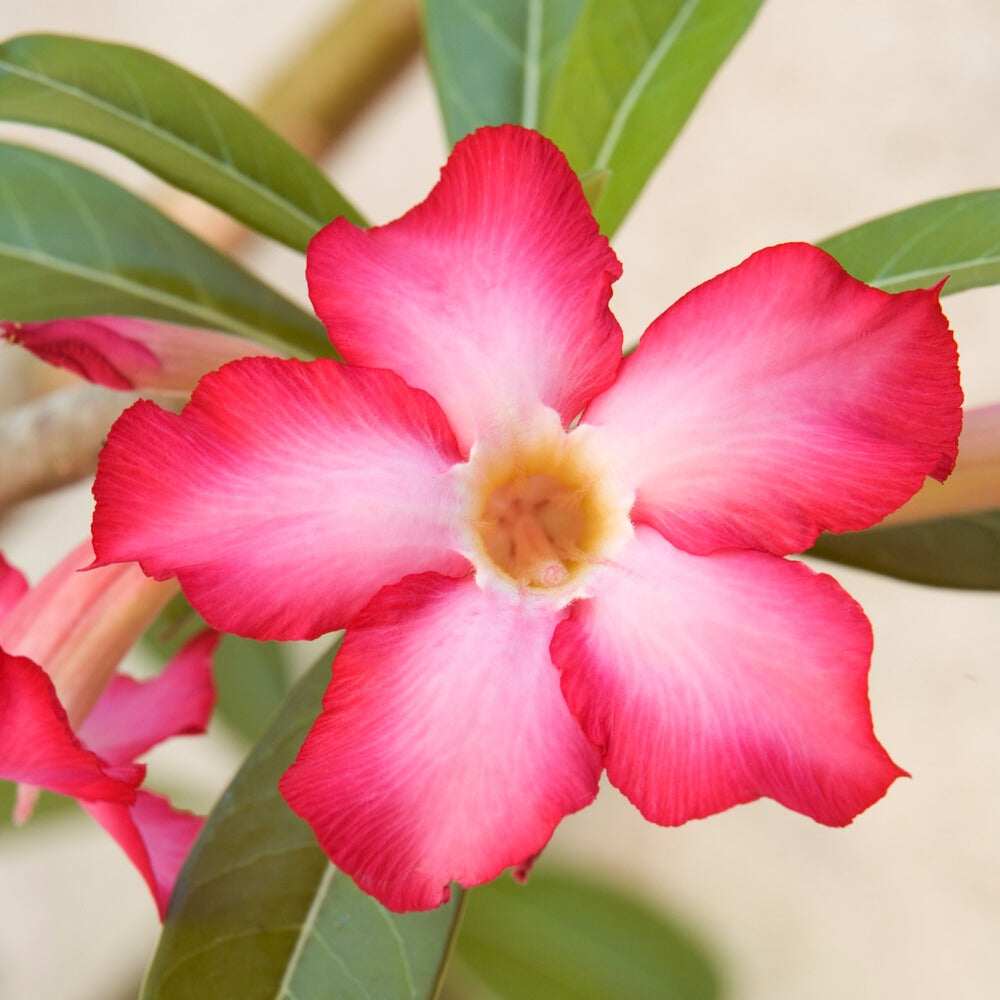 Rose du désert + cache pot blanc 16 cm. - Adenium obesum - Bakker