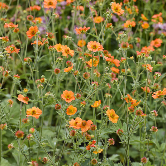 Benoîte Totally tangerine - Bakker