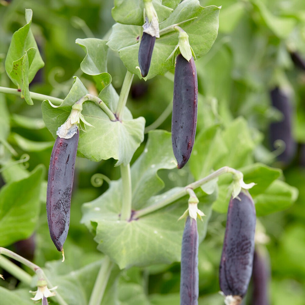 Pois nain Désirée - Pisum sativum désirée - Bakker