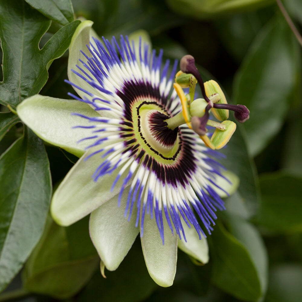 Fleur de la passion - Bakker