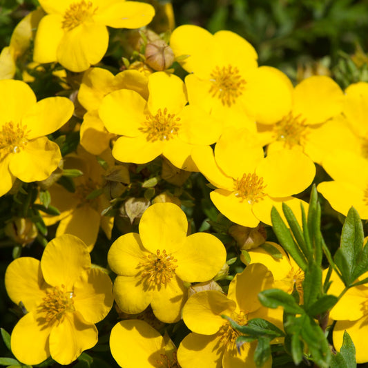 Potentille Goldfinger - Bakker