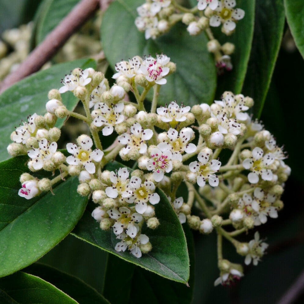 Cotoneaster Lacteus - Cotoneaster lacteus - Bakker