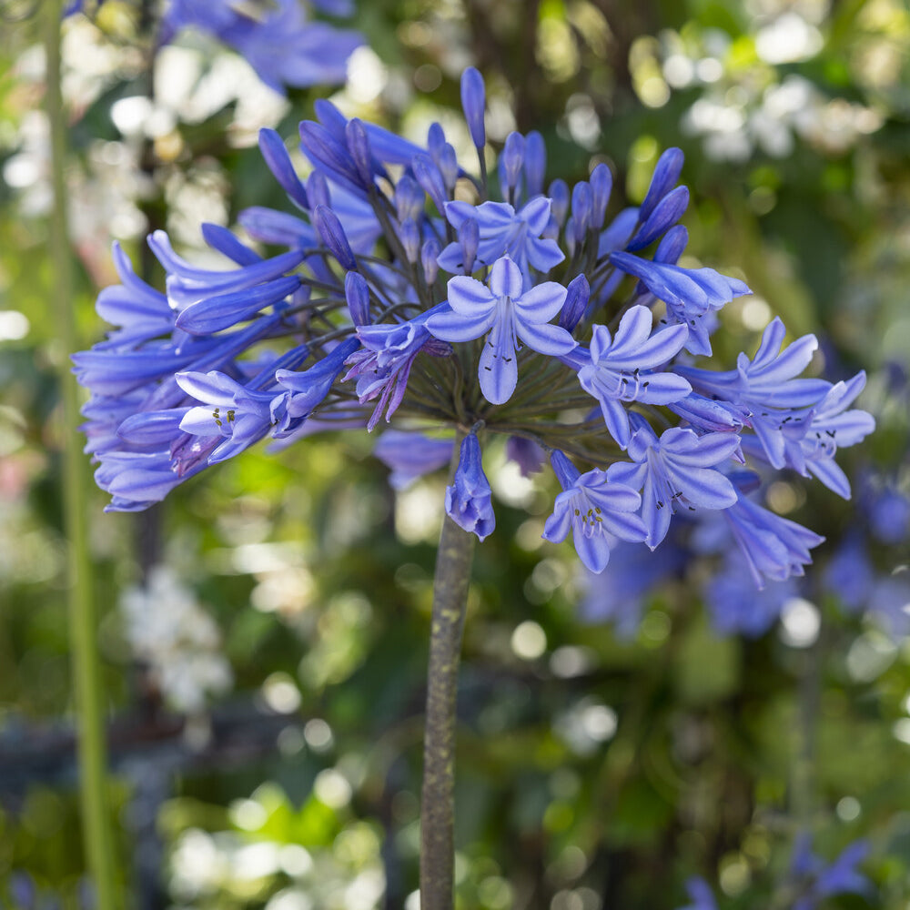 Agapanthe Doctor Brouwer - Agapanthus x africanus Doctor Brouwer - Bakker