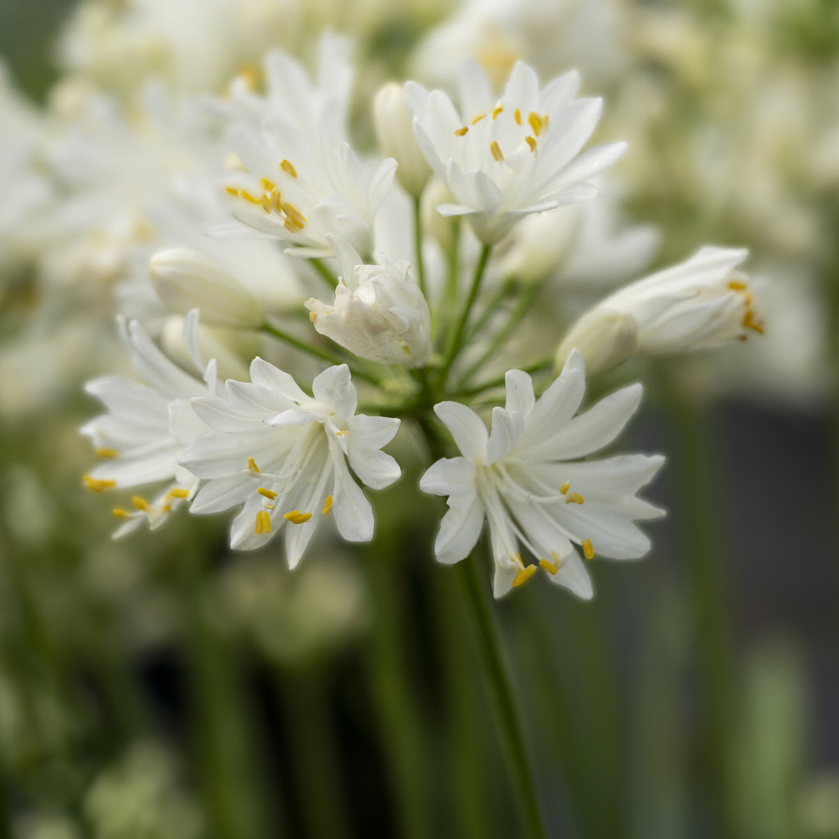 Agapanthe Double Diamond - Bakker