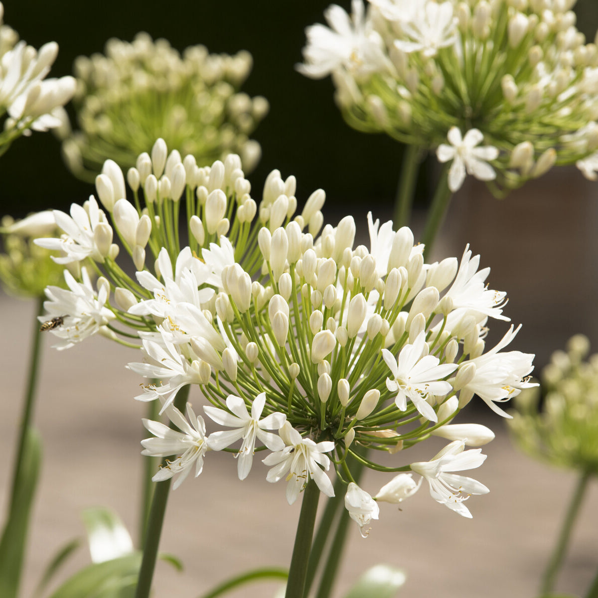 Agapanthus white heaven - Agapanthe White Heaven - Agapanthes