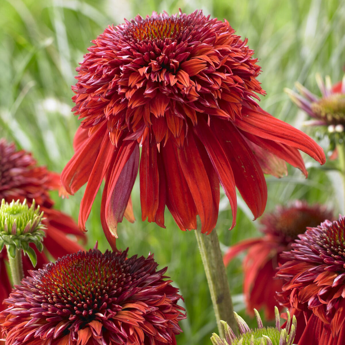 Plantes vivaces - Echinacée pourpre Eccentric - Echinacea purpurea Eccentric