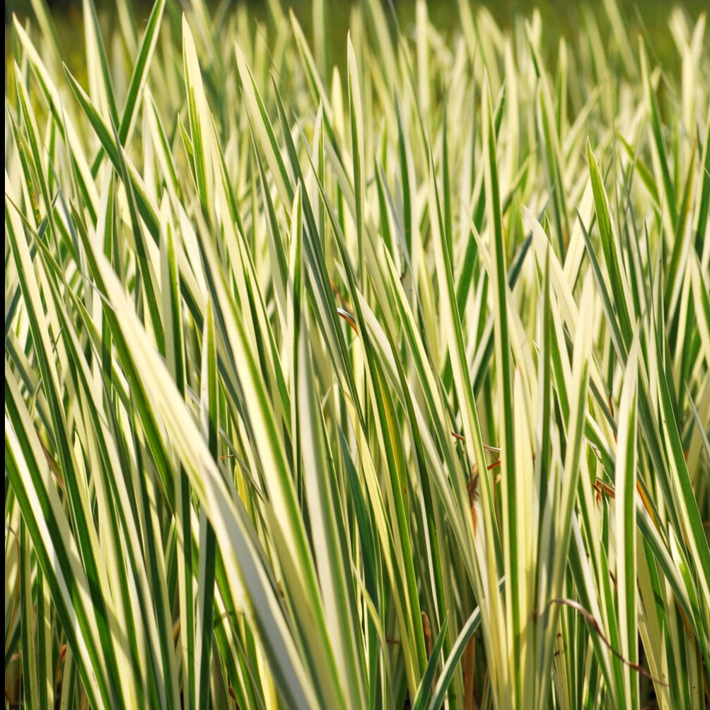 Acore odorant panaché - Acorus calamus variegatus - Bakker