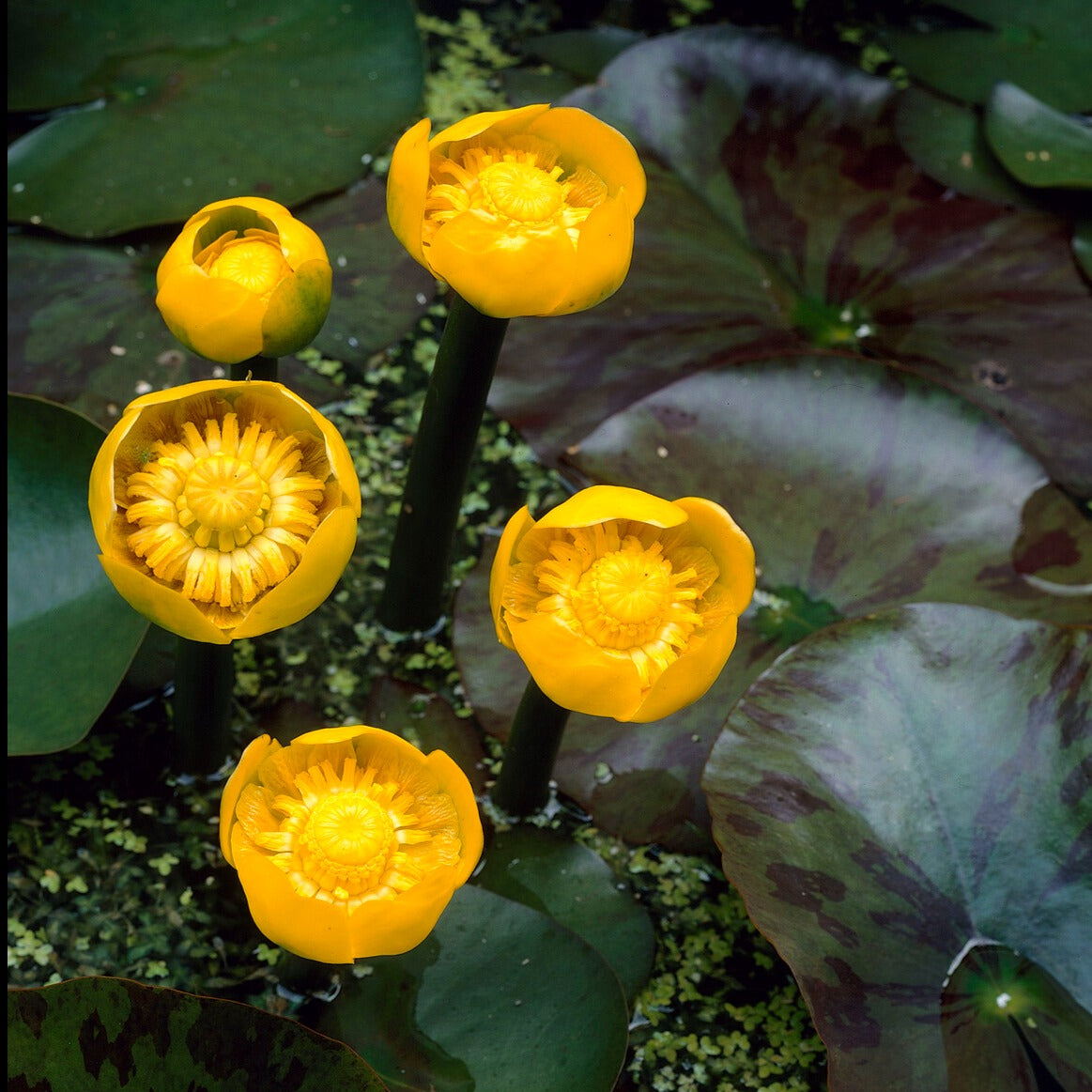 Nénuphars - Nénuphar commun - Nuphar lutea