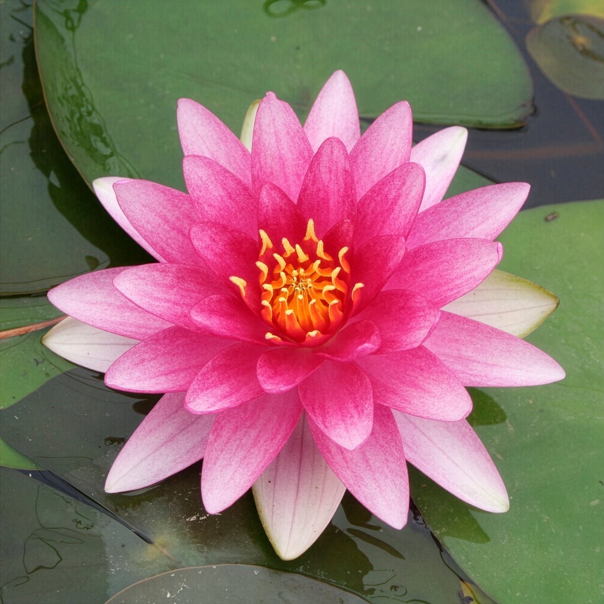 Nénuphar Charles de Meurville - Bakker